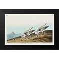thumbnail image 2 of Audubon, John James 18x13 Black Modern Framed Museum Art Print Titled - Sanderling, 2 of 5