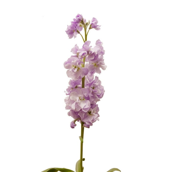Lavender Stock - Fresh Cut - 140 Stems