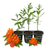 Butterfly Milkweed Plant - 3 Live Starter Plants - Asclepias Tuberosa - Perennial Florida-Native Wildflower Evergreen