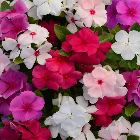 Outsidepride Vinca Valiant Flower Seed Mix - 50 Seeds