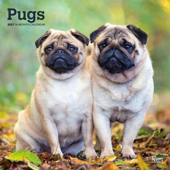 Pugs | 2027 12x24" (Hanging) Wall Calendar | Plastic-Free | BrownTrout