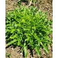 thumbnail image 2 of TomorrowSeeds - Tres Fine Endive Seeds - 1000+ Count - For 2026 Planting Frisee Narrow Leaved Thin, 2 of 9