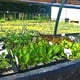 thumbnail image 4 of Fiudx Bandeja de 105 Celdas, Alta Eficiencia de Crecimiento, Material Libre de Bpa, Fácil Trasplante, Espacio de Crecimiento Independiente, Versátil para Vegetales y Flores, Paquete de 5/10, Bandeja, 4 of 5