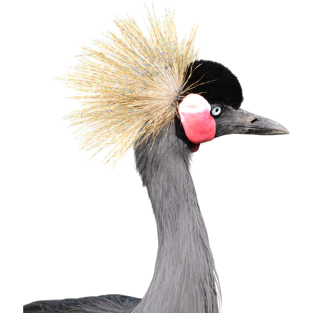Bird Clipping Gray Crowned Png Head Crane20 Inch By 30 Inch Laminated
