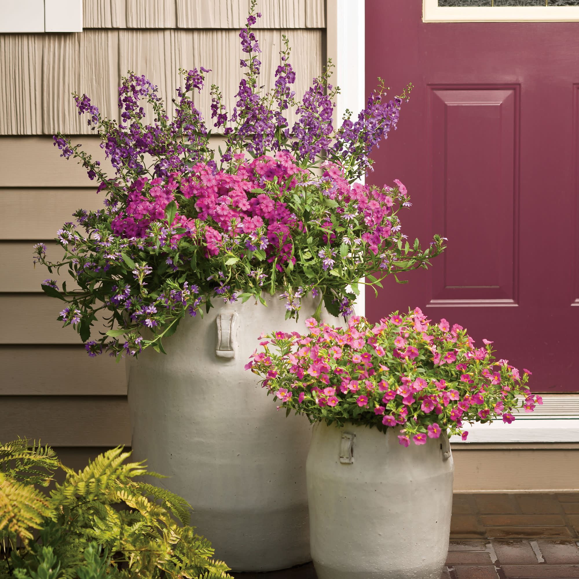 Proven Winners 4" Superbells Pink Calibrachoa Live Plant in 4.25" Pot (4 Count)
