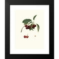 thumbnail image 2 of Giorgio Gallesio 18x24 Black Modern Framed Museum Art Print Titled - Visciolona Chilegy. (Cerasus Visciola; Cherries) (1817-1839), 2 of 5