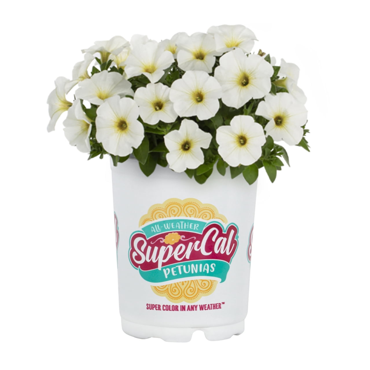SuperCal 1.5PT White Petchoa Live Annual Plant Sun 5-Pack