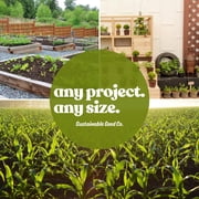 Sustainable Seed Company 250 Polish Amaranth Plant Seeds, Organic Heirloom