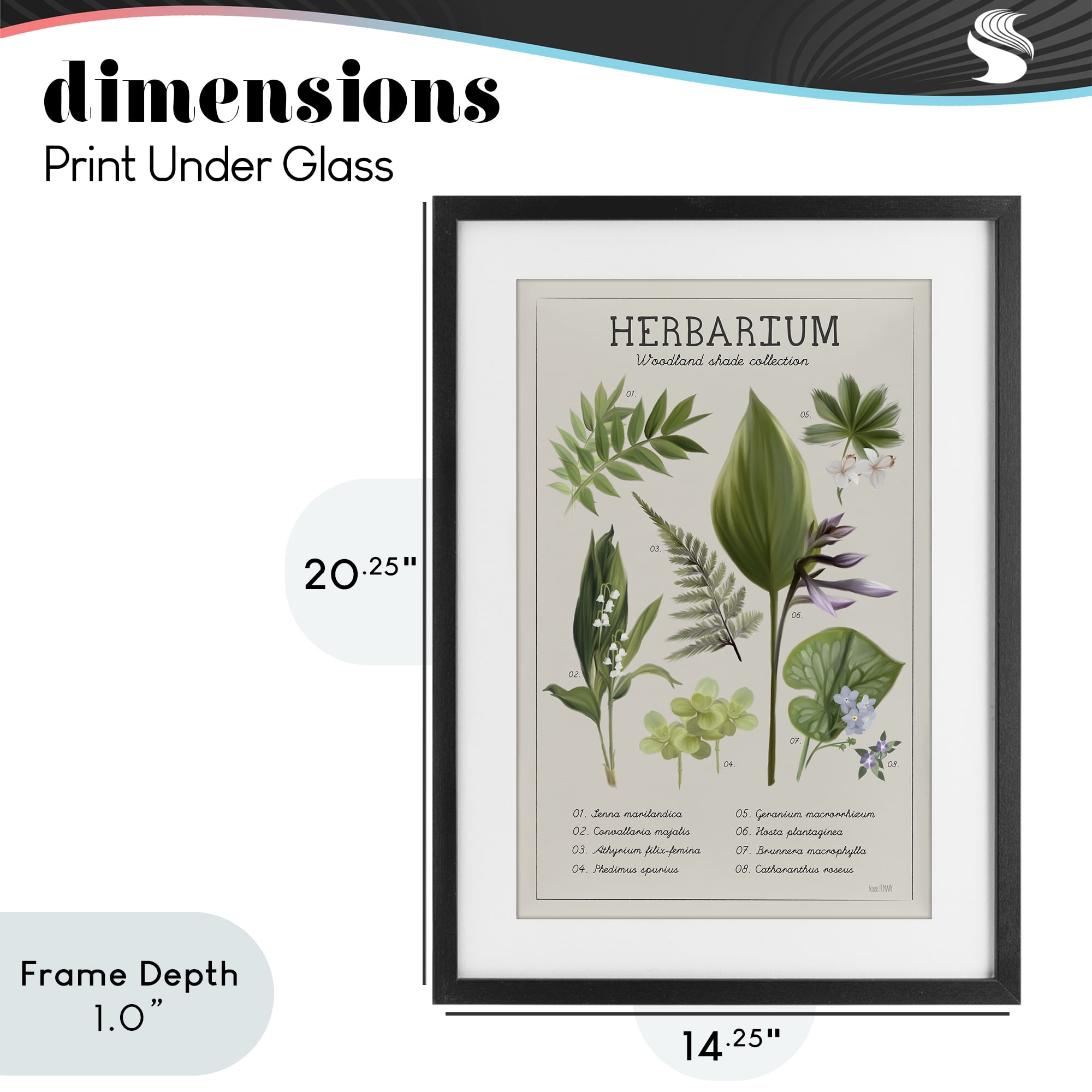 Stupell Industries Herbarium Woodland Shade Collection Black Framed Print Under Glass, design by House Fenway