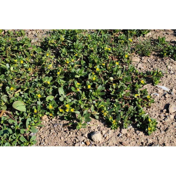 300 Organic GOLDEN PURSLANE Portulaca Sativa Vegetable Herb Yellow Flower Seeds