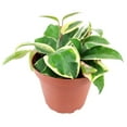 thumbnail image 1 of Variegated Hoya Carnosa (6"+ Grower Pot) - The Best Houseplants for Hanging Baskets, 1 of 4