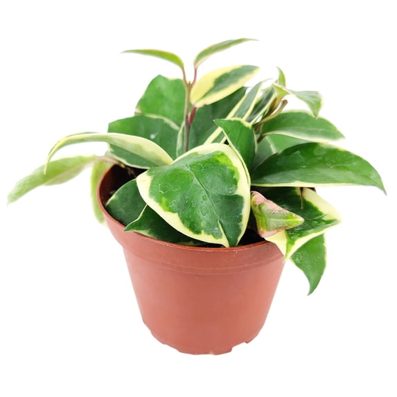 Variegated Hoya Carnosa (6"+ Grower Pot) - The Best Houseplants for Hanging Baskets