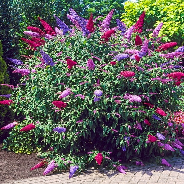 MultiColored Butterfly Bush (Buddleia), Deciduous Bare Root Starter