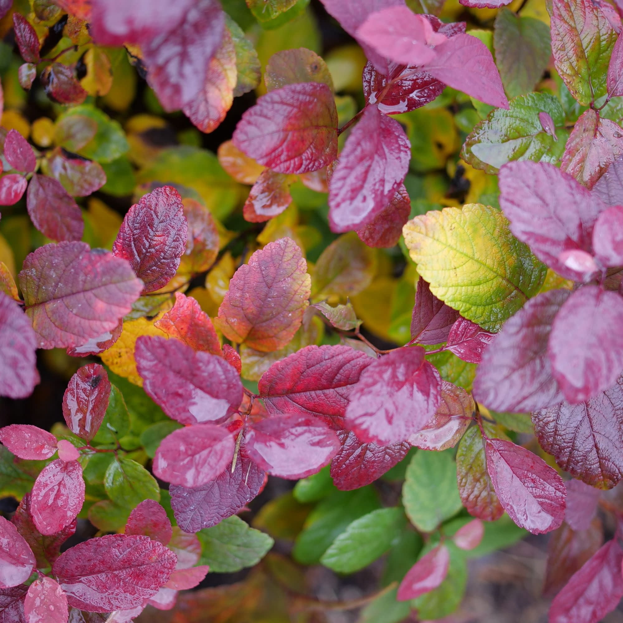 Proven Winners ColorChoice 5" Glow Girl Pink Birchleaf Spirea Live Plant in 4.5" Pot (4 Count)