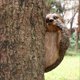 thumbnail image 5 of Garden Peeker Sloth Sculptures Lovely Innovative Simulation Resin Waterproof Lasting Tree Hugger Peeker Statue, 5 of 5