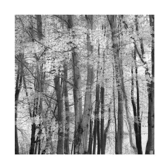 Trademark Fine Art Piero Consoli El Bosque Canvas Wall Art