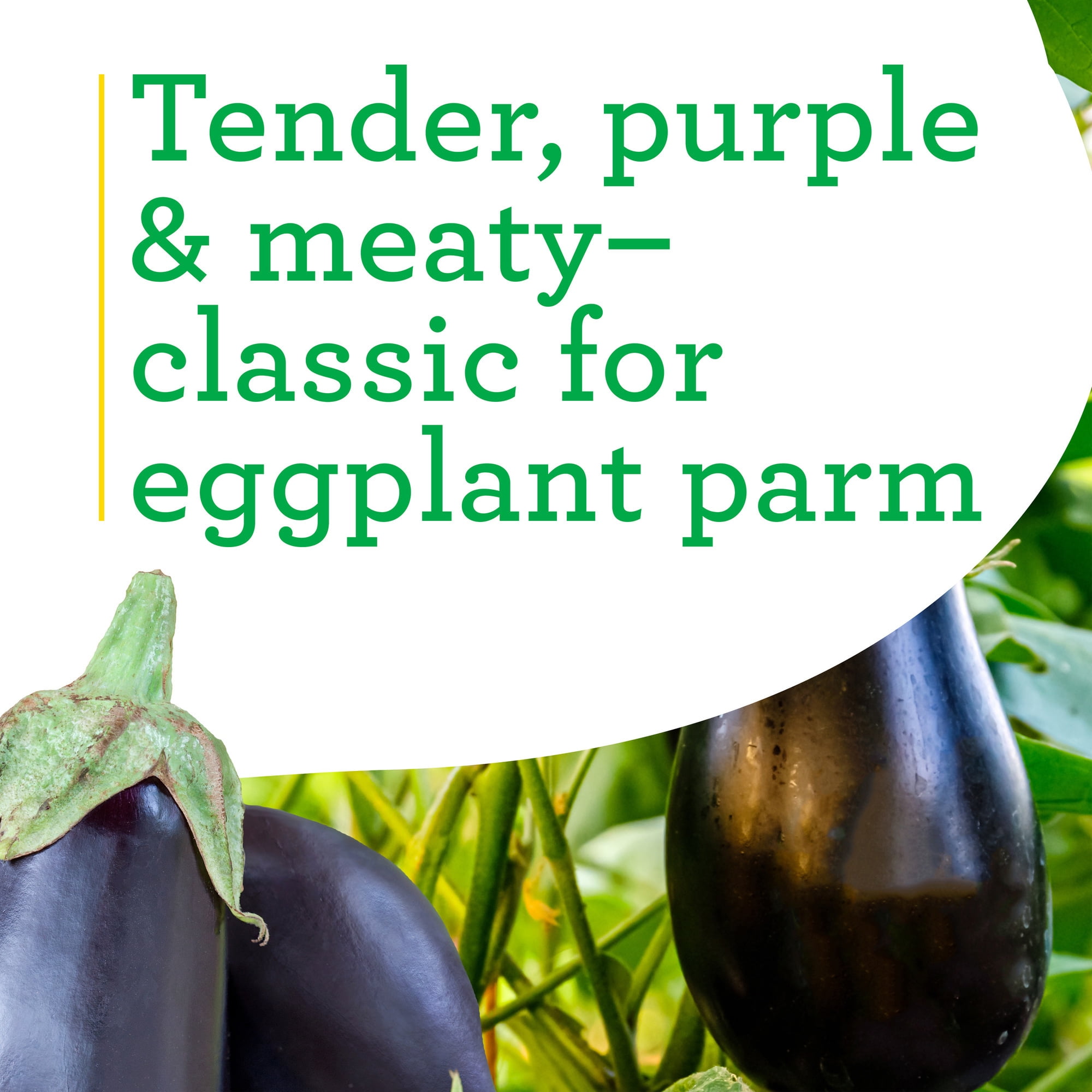 Bonnie Plants Black Beauty Eggplant 19.3 oz. 2-Pack