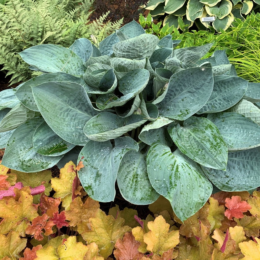 Proven Winners 10" Shadowland 'Above the Clouds' Hosta (Hosta hybrid) Perennial Live Plant in 6.5" Pot