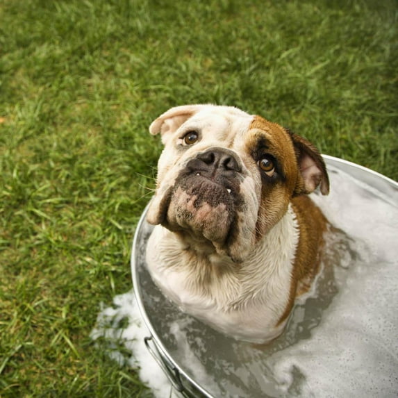 Wallmonkeys Bulldog in Bath Peel and Stick Wall Decals Mural WM342037 (36 in W x 36 in H)