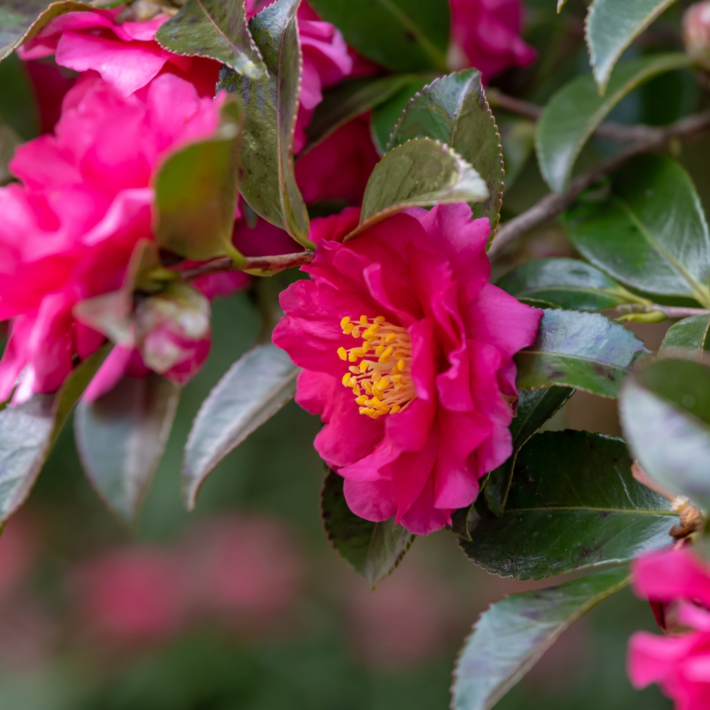 National Plant Network 3 gal. Camellia Sasanqua Rose of Autumn Shrub