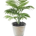 thumbnail image 4 of HAMPPLIES 4Ud Protector Para Macetas Con Malla Y Antiderrame Para Plantas De Interior Y Exterior, 4 of 7