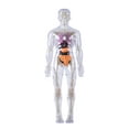 thumbnail image 1 of Clear Human Skeleton Anatomy Model With Detachable Organs Interactive Educational Toy For Kid Age 8+ Classroom Teaching Multicolor, 1 of 4