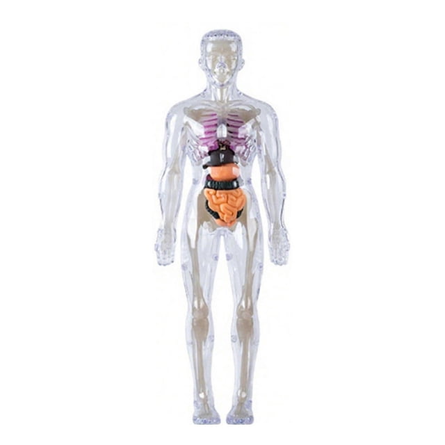 Clear Human Skeleton Anatomy Model With Detachable Organs Interactive Educational Toy For Kid Age 8+ Classroom Teaching Multicolor