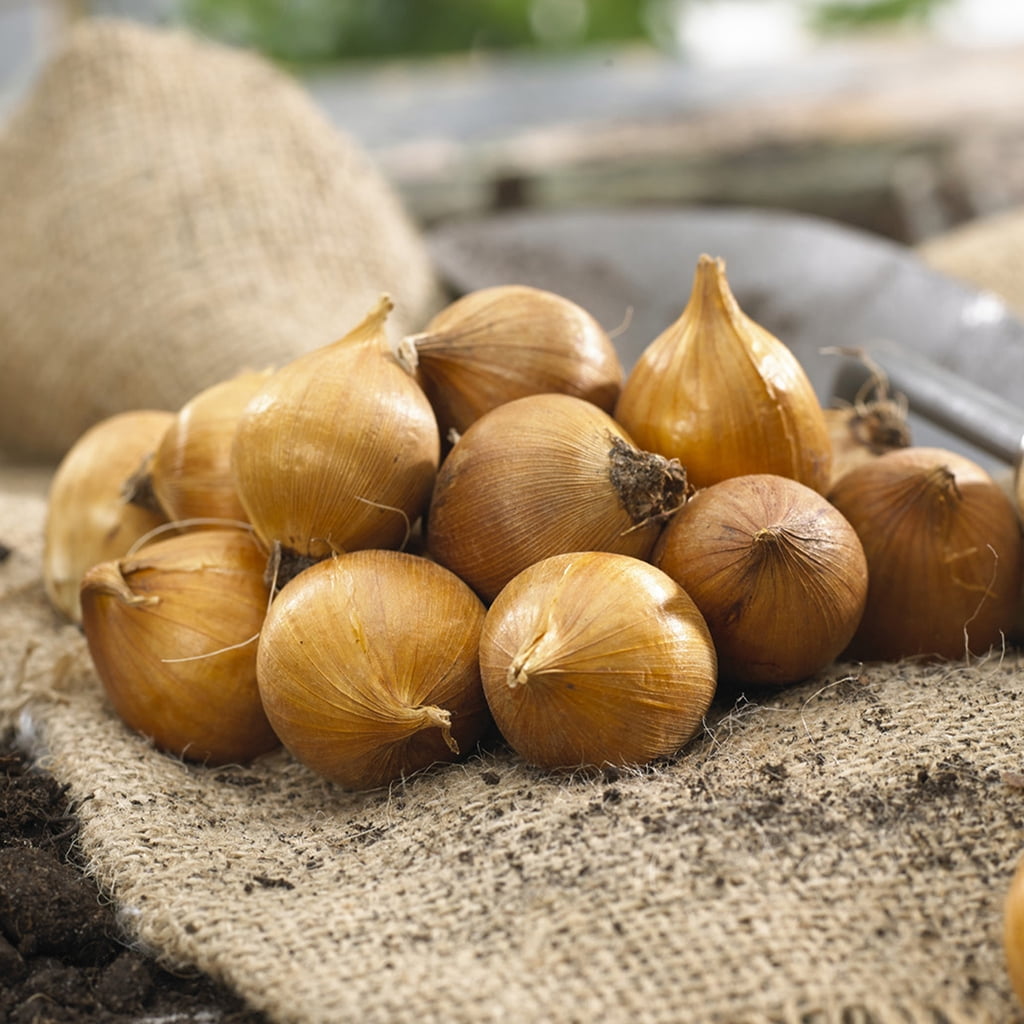 Van Zyverden Dutch Iris Mixed Mammoth Bulbs Set of 25 Bulbs Mixed Part Sun