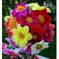 thumbnail image 3 of HJADGG 30+ Dahlia Mignon-Flower Mix, 3 of 8