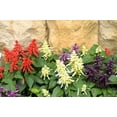 thumbnail image 3 of 100 MIXED COLORS SALVIA Splendens Red Purple White Pink Sage Flower Seeds, 3 of 9