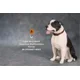 thumbnail image 3 of Figura de perro American Staffordshire Terrier de Mr.Z Studio 1:6, modelo de animal cánido, juguete de colección, decoración de escritorio para adultos, 3 of 5