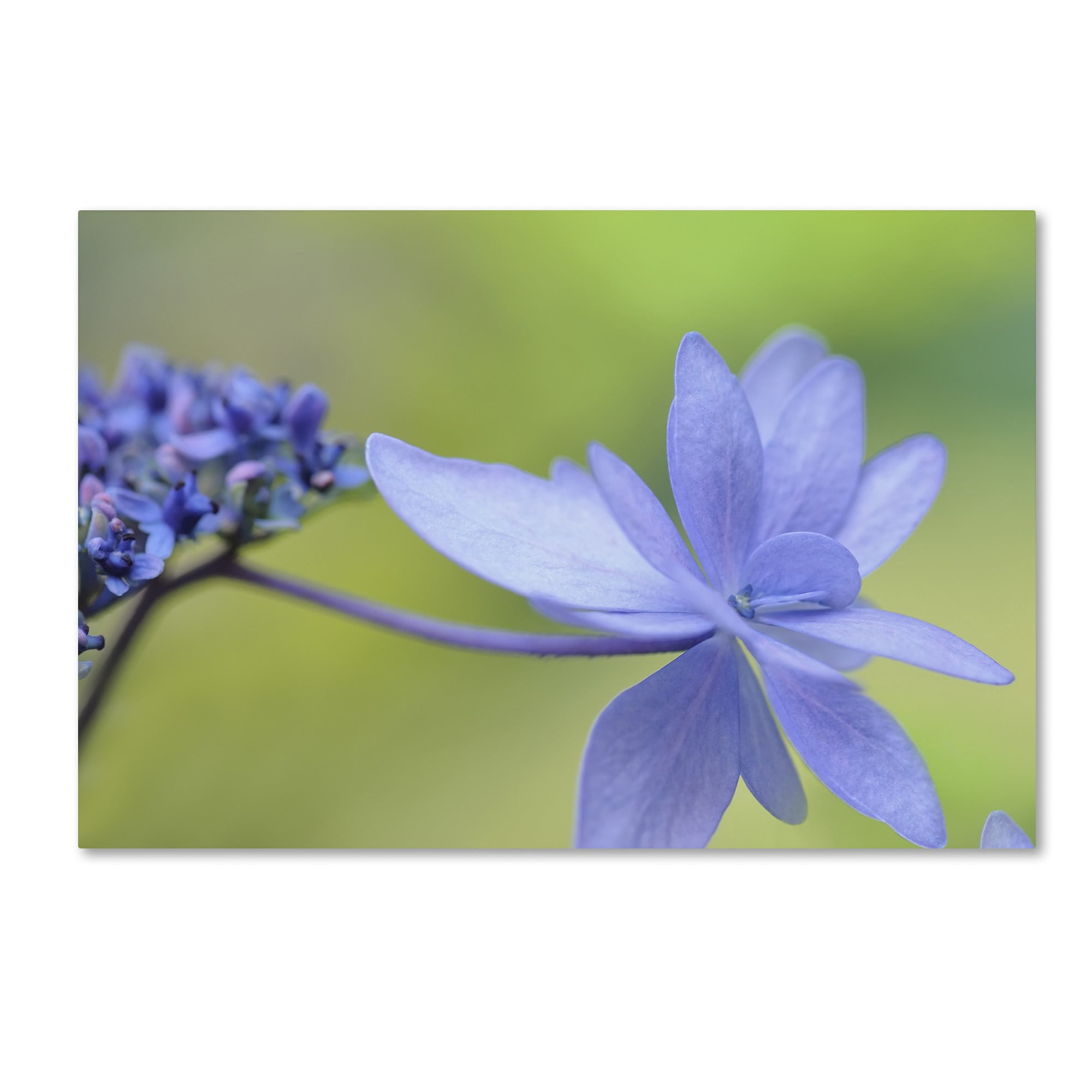 Trademark Fine Art 'Blue Hydrangea' Canvas Art by Cora Niele