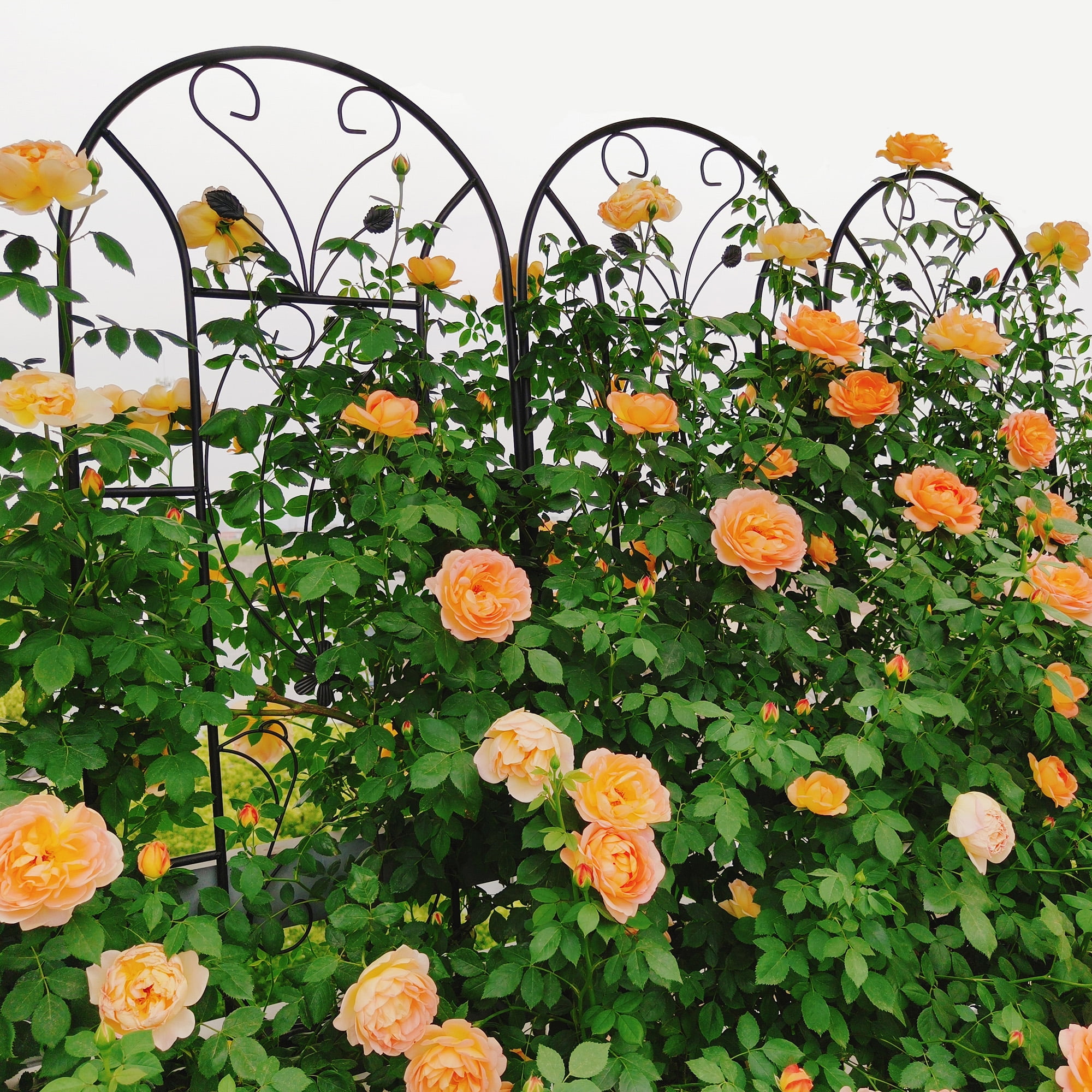 Miniyam 4 Pack 86.7"H Metal Garden Trellis for Climbing Plants, Rust-Resistant Outdoor Plant Support