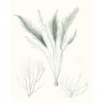 thumbnail image 3 of Vision Studio 20x24 Black Modern Framed Museum Art Print Titled - Sage Green Seaweed VIII, 3 of 5