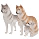 thumbnail image 2 of 2 piezas de decoración de escritorio de perro simulado, modelo de perro husky falso, adorno de perro, 2 of 5