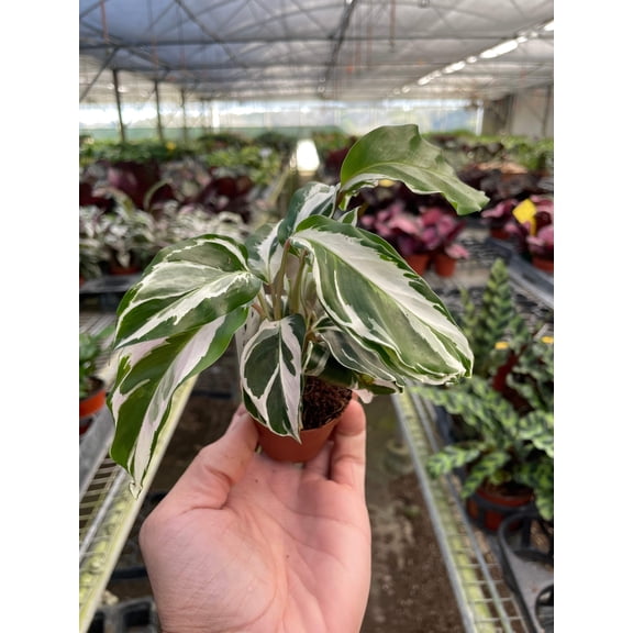 Calathea 'White Fusion', 2" Pot, Indoor Houseplant, Easy Care, Live Plant for Indoor & Outdoor