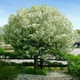 thumbnail image 5 of Brighter Blooms - Proven Winners® Lollipop® Crabapple Tree, 5-6 ft. - No Shipping to AK, AZ, CA, HI, ID, OR, WA, 5 of 5