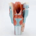thumbnail image 5 of Human Larynx Anatomy Model, 2x Enlarged Anatomical Larynx Model Detachable Human Throat Model Anatomy for Diseases Study, 5 of 5