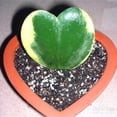 thumbnail image 6 of Variegated Kerri Hoya Plant Live, Rare Cream and Green Heart-Shaped Succulent Vine Leaves, Outdoor Indoor Houseplant Decor, 6 of 6
