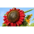 Seeds4planting - Seeds Sunflower STF9 Red Giant Ornamental Titan Annual ...