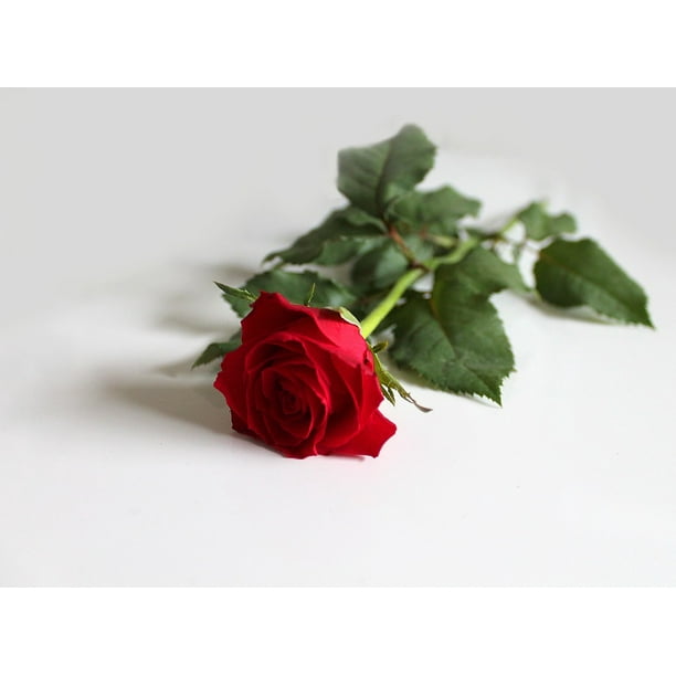 Rose Background Love Beautiful Red Red Rose Inch By 30 Inch Laminated Poster With Bright Colors And Vivid Imagery Fits Perfectly In Many Attractive Frames Walmart Com Walmart Com
