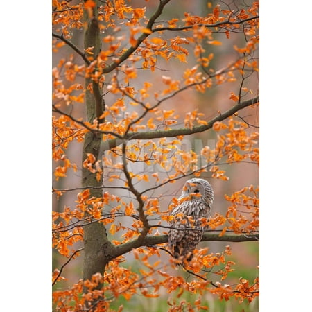 Birds On A Branch Grey Ural Owl, Strix Uralensis, Sitting on Tree Branch, at Orange Leaves Oak Autumn Forest, Bird In Print Wall Art By Ondrej Prosicky ()