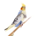 thumbnail image 2 of Parrot Flight Suits Diapers, Reusable Washable Parrot Nappies Clothes Flight Suit Dress, Soft Washable Breathable Nappy Diaper for Parrots Nappies Parakeet Cockatiel African Macaw, 2 of 6