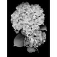 thumbnail image 2 of Floral B-W - 26 Poster Print by Alan Blaustein (18 x 24), 2 of 2