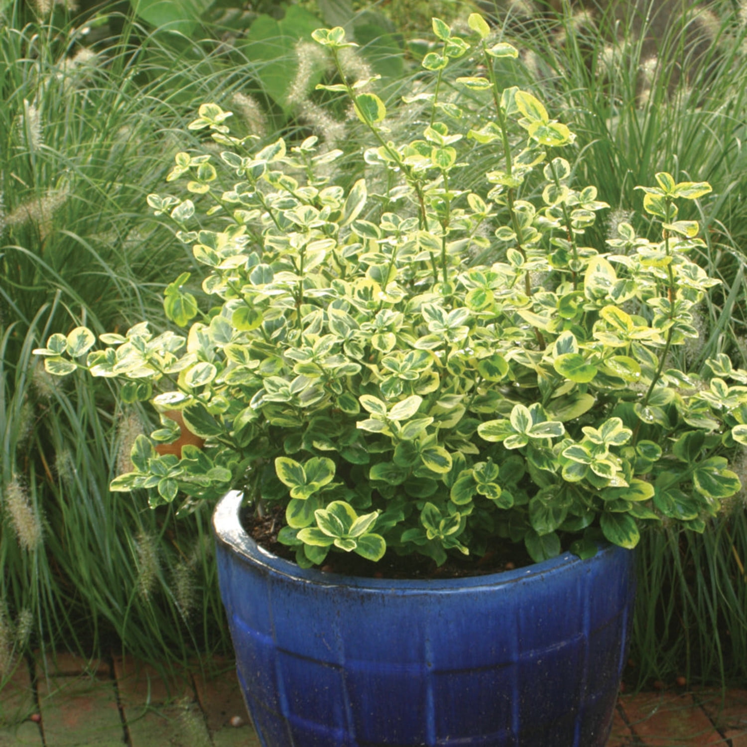 Proven Winners ColorChoice 6" Multicolor Gold Splash Wintercreeper Live Plant in 7.5" Pot