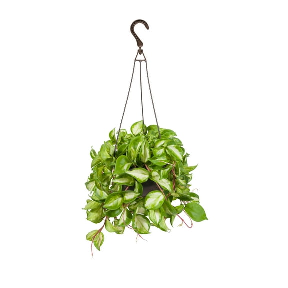 Exotic Angel Plant Live Indoor Plant Foliage Assorted Mulit-Color in 8in Hanging Basket