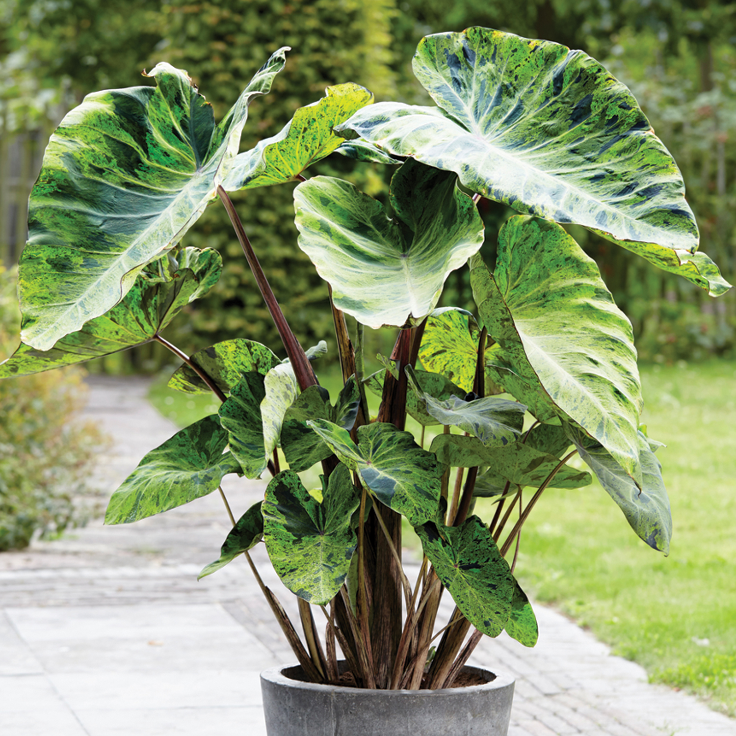 Van Zyverden Elephant Ears Mojito, Dormant Bulb, Partial Sun, Multi ...