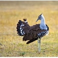 thumbnail image 2 of Williams, Joanne 12x12 Black Ornate Wood Framed with Double Matting Museum Art Print Titled - Kenya Kori bustard bird standing in a field, 2 of 4