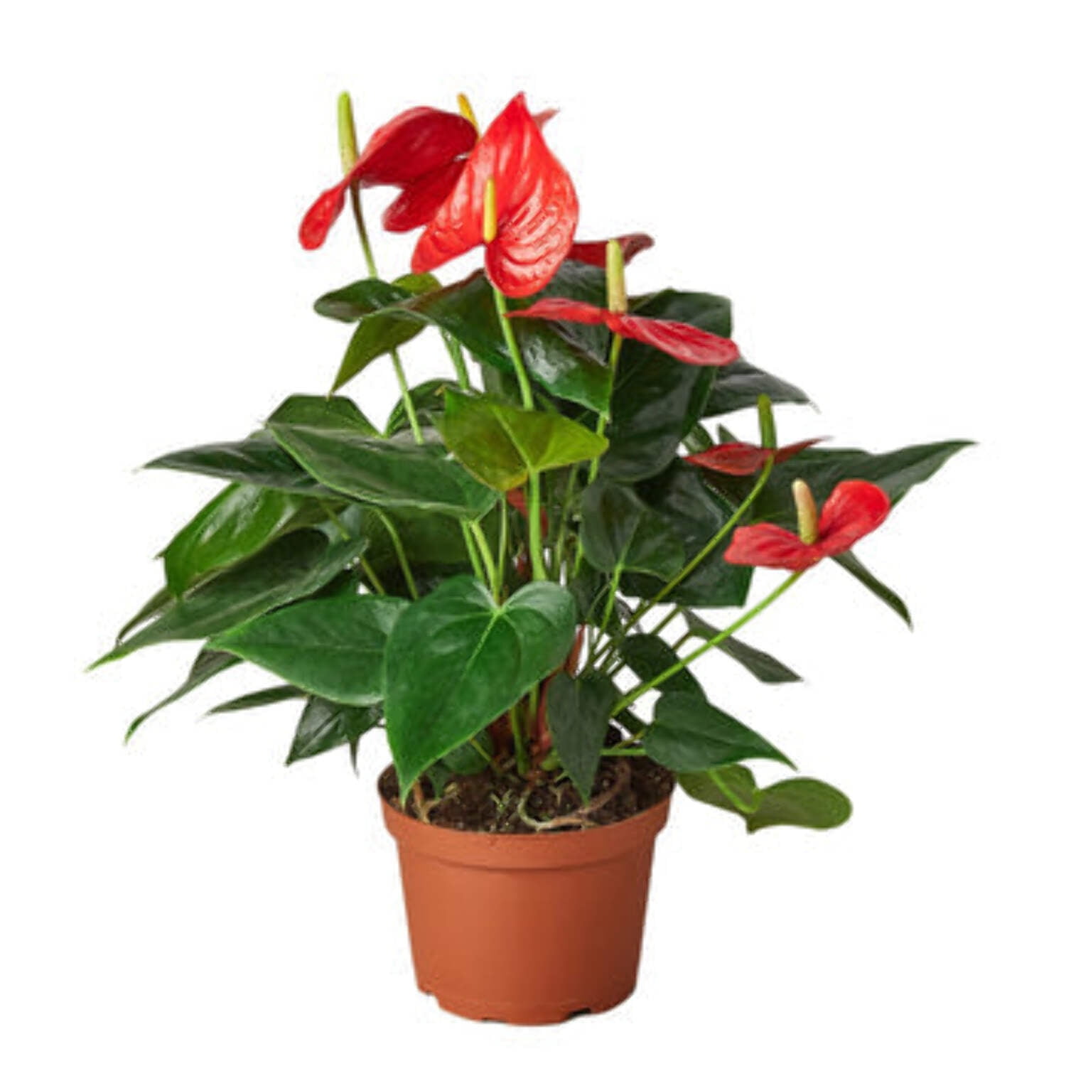 Anthurium 'Red', 4" Pot, Indoor Houseplant, Easy Care, Live Plant for Indoor & Outdoor