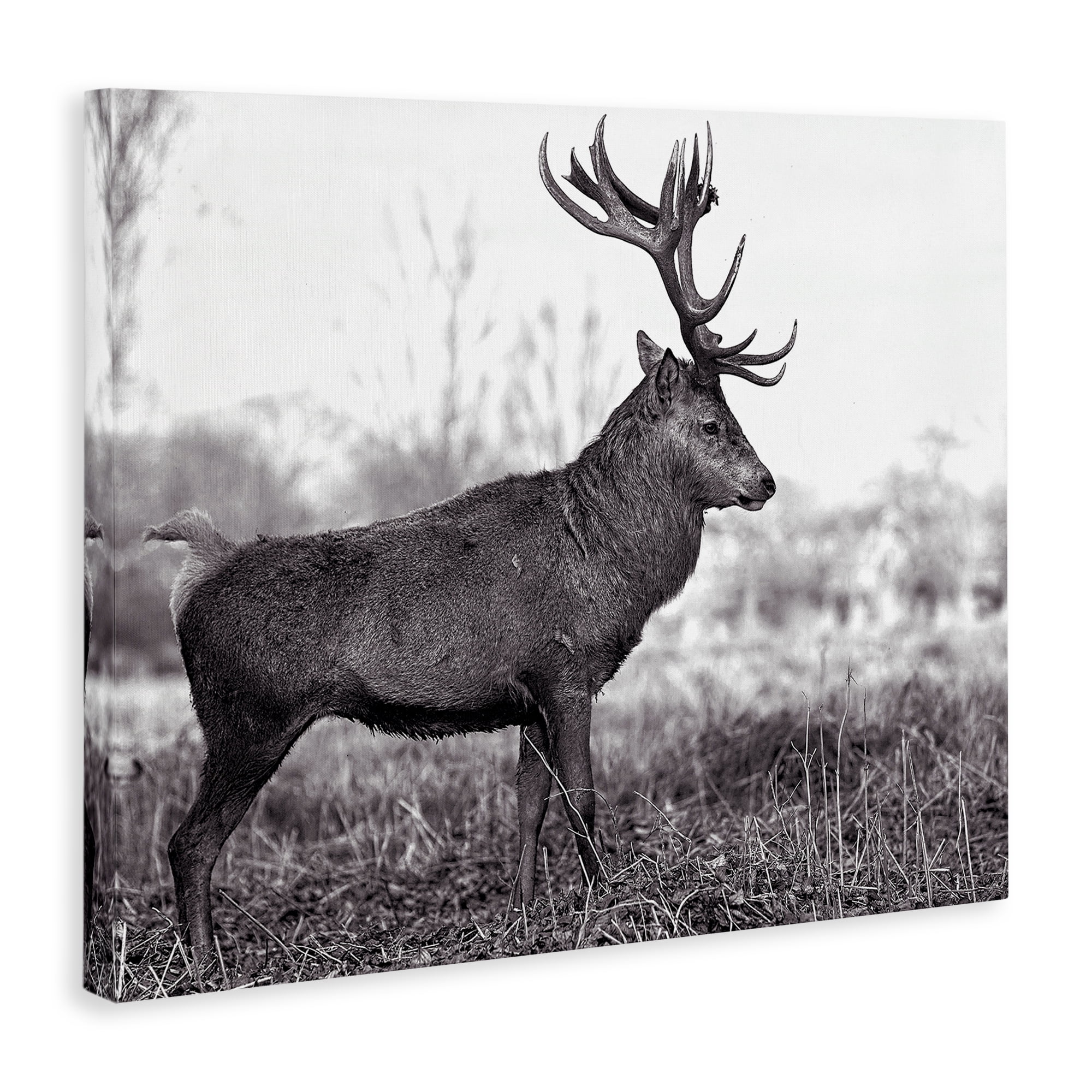 Stupell Industries Elk in Peaceful Forest Animals & Insects Photography Gallery Wrapped Canvas Art Print Wall Art, 48 x 36